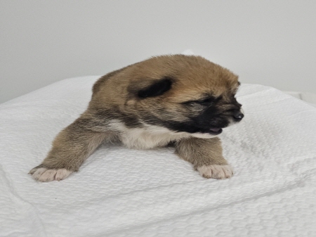 보호중 믹스견의 가…